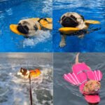 Dog Life Jacket with Cute Angel Wings, High Buoyancy Pet Safety Vest with Bright Reflective Strips & Rescue Handle, Ripstop 420D Oxford Dog Swimwear for Swimming, Pool, Beach & Boating