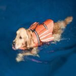 Dog Life Jacket with Cute Angel Wings, High Buoyancy Pet Safety Vest with Bright Reflective Strips & Rescue Handle, Ripstop 420D Oxford Dog Swimwear for Swimming, Pool, Beach & Boating - Image 2